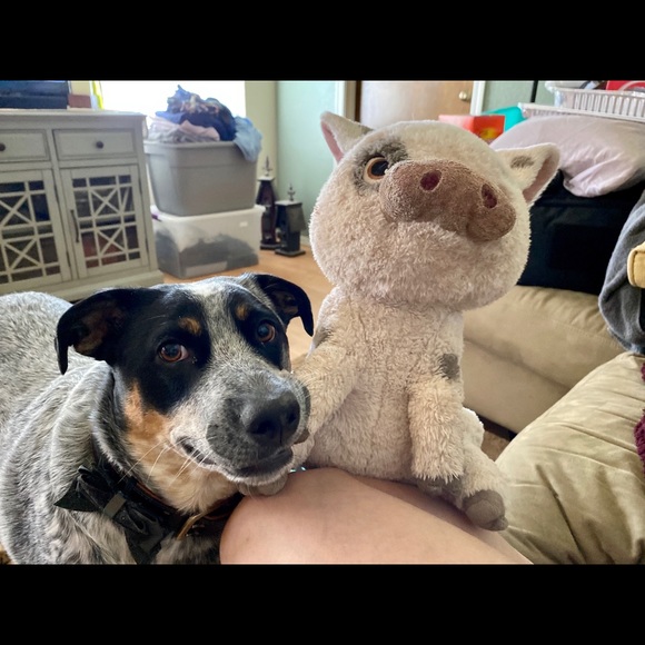 Hello. My name is Marcella. Nova is my service dog’s name. - Picture 4 of 15